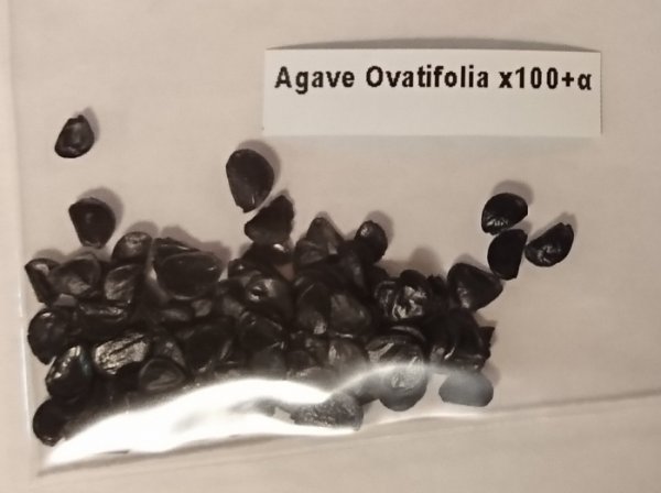 アガベの種 Agave ovatifolia 100粒 - 通販 - nickhealey.co.uk