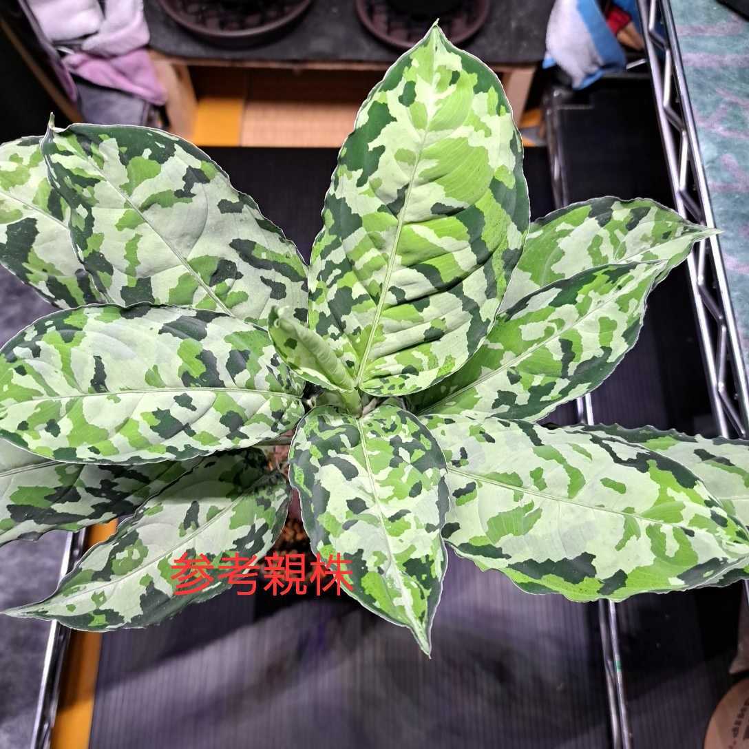 Aglaonema pictum ichinbo Special from Sibolga timur AZ0215-5 KKF氏 