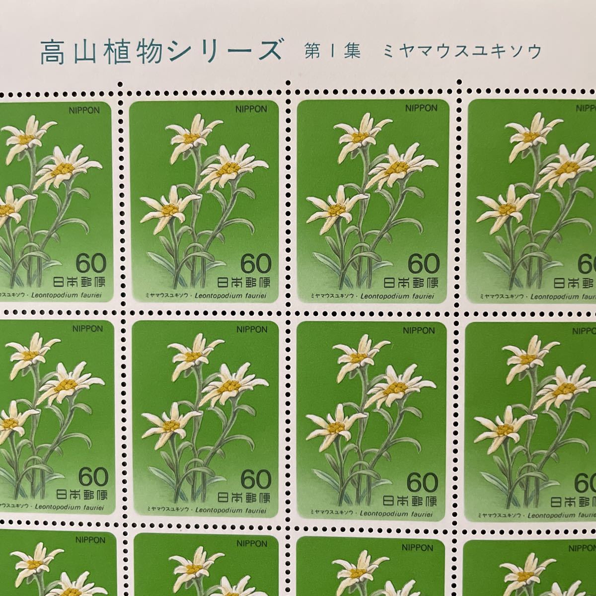 記念切手　高山植物シリーズ第1集　ミヤマウスユキソウ　60円×20枚　額面1200円　1984年発行_画像1