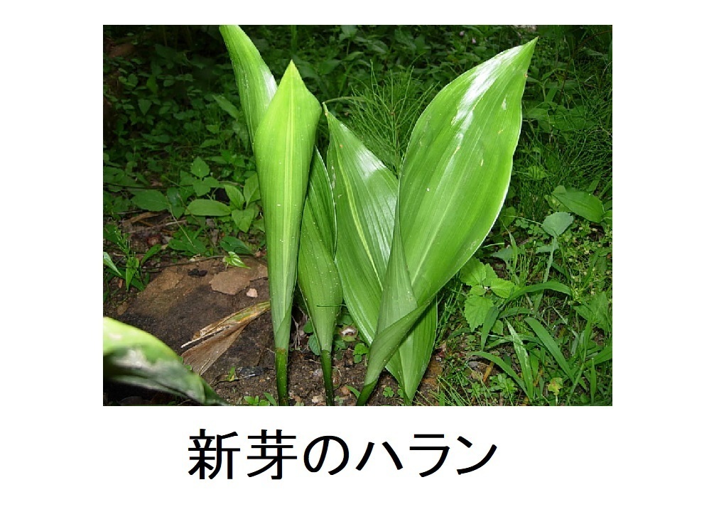 * great popularity! decorative plant * clean leaf orchid ( is Ran )30cm from 45cm 5 stock + extra 1 stock rice field .. tree ... sunburn none! eminent interior item 