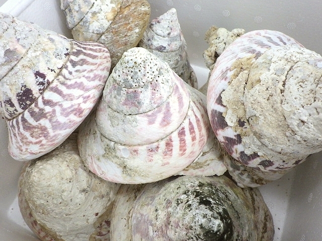 未加工沖縄産 タカセガイ / 高瀬貝 ３ｋｇ詰め合わせ 貝殻 / 巻き貝