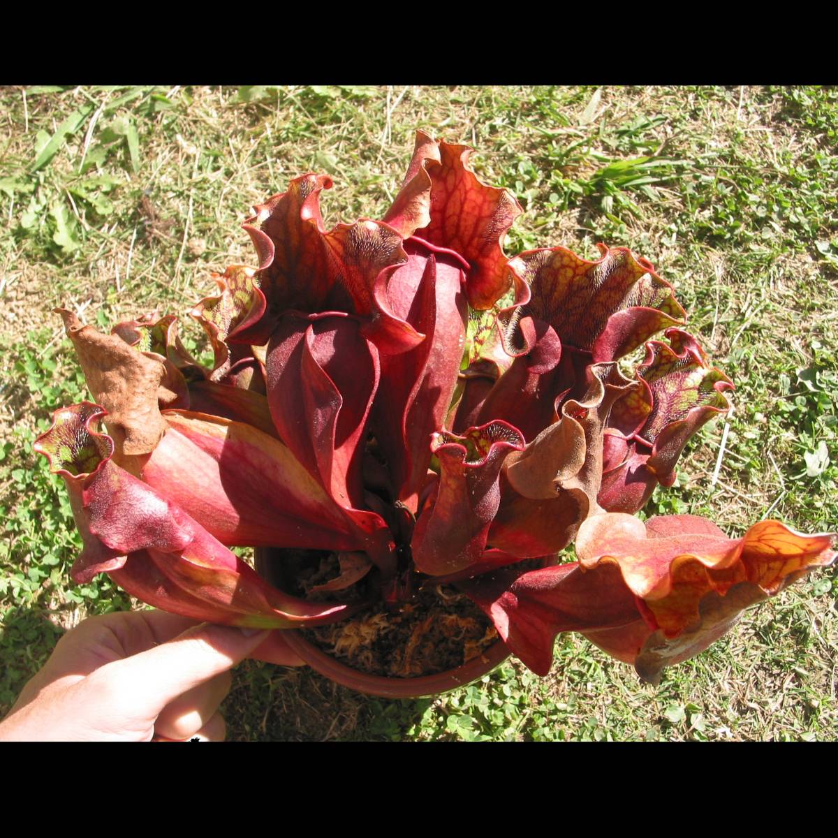 食虫植物【一正園由来】2芽大株 サラセニア プルプレア（Sarracenia purpurea ssp. venosa）