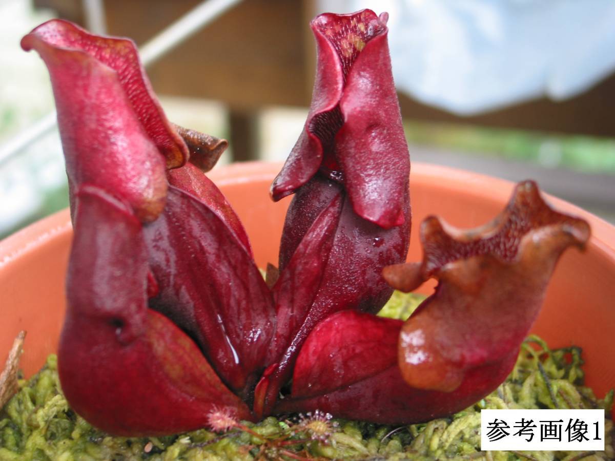 食虫植物【一正園由来】2芽大株 サラセニア プルプレア（Sarracenia purpurea ssp. venosa）