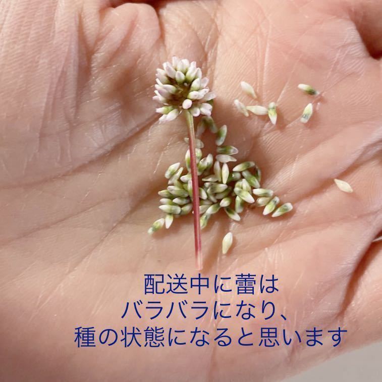 Paypayフリマ 蕾0こ ポリゴナム ヒメツルソバ グランドカバー 金平糖のような花 ピンク かわいい どんどん広がる 種 山野草