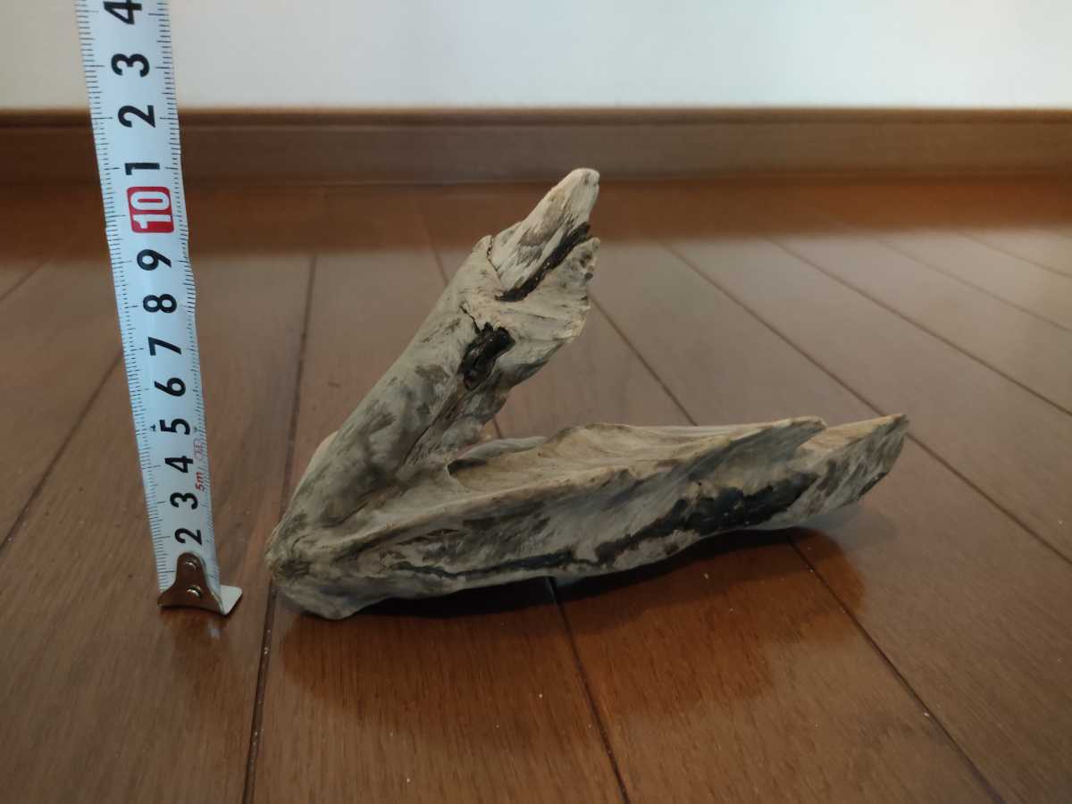  natural driftwood Yamato river 18.5×7.5×10.5cm one point thing rare article fish medaka me Dakar reptiles lizard snake aquarium interior art objet d'art 