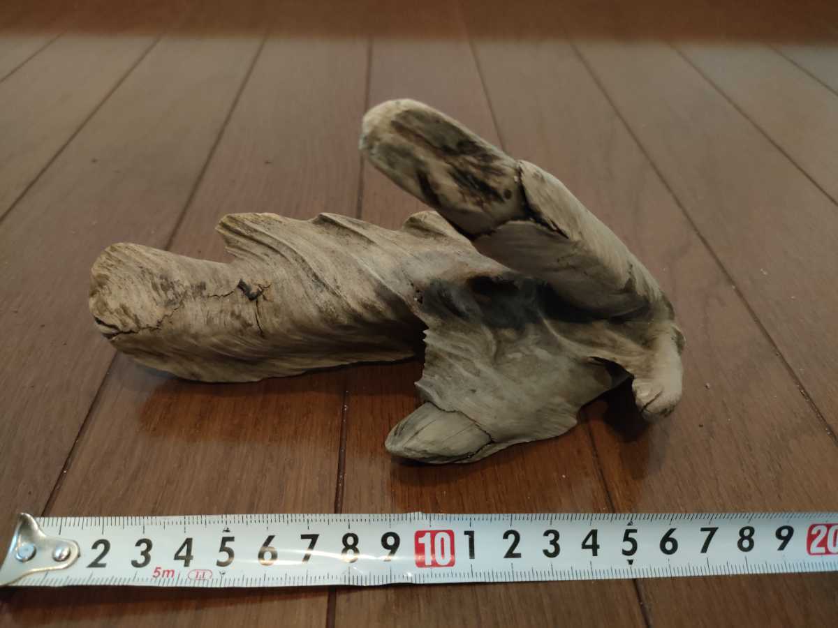  natural driftwood Yamato river 18.5×7.5×10.5cm one point thing rare article fish medaka me Dakar reptiles lizard snake aquarium interior art objet d'art 
