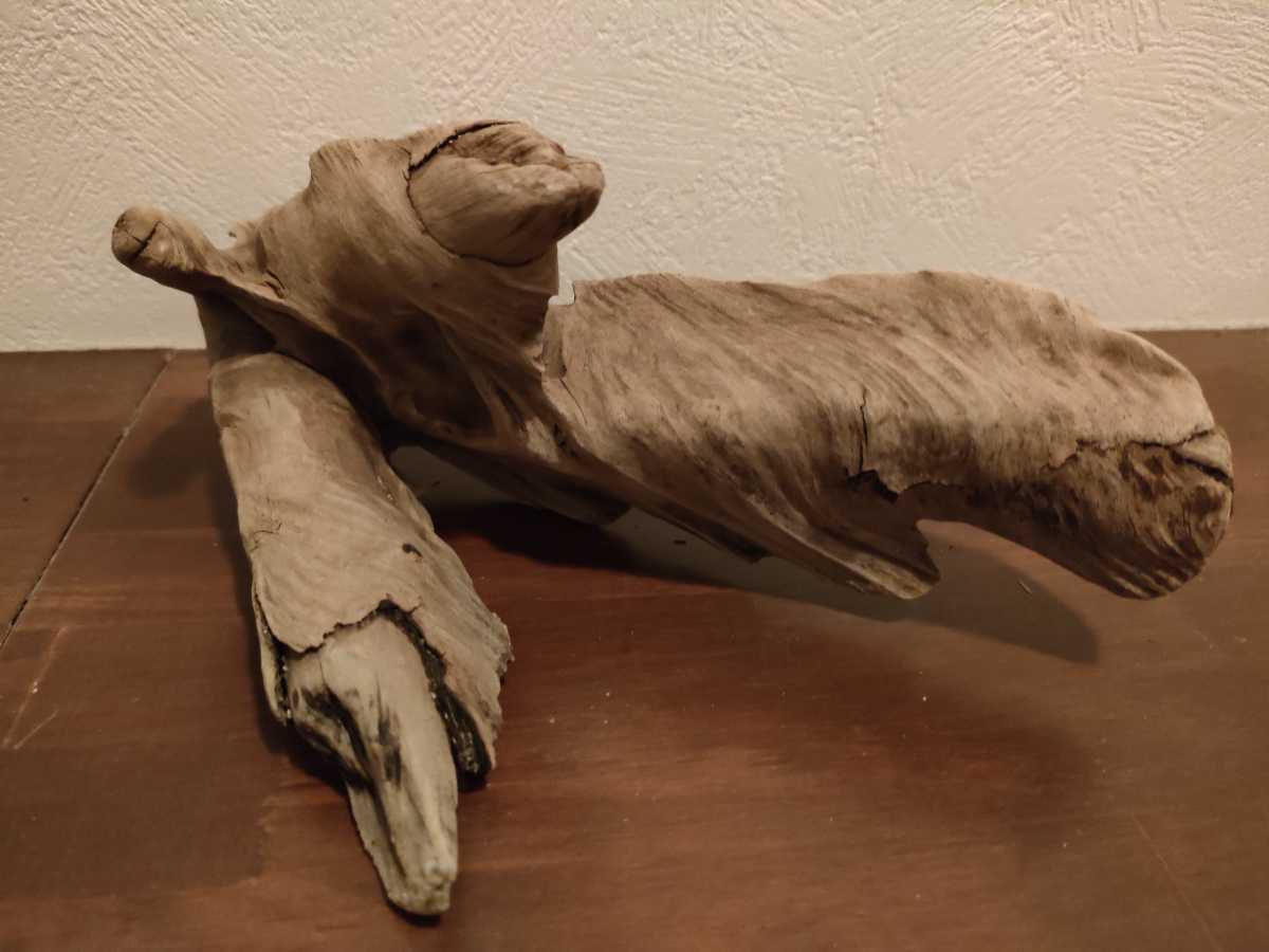  natural driftwood Yamato river 18.5×7.5×10.5cm one point thing rare article fish medaka me Dakar reptiles lizard snake aquarium interior art objet d'art 