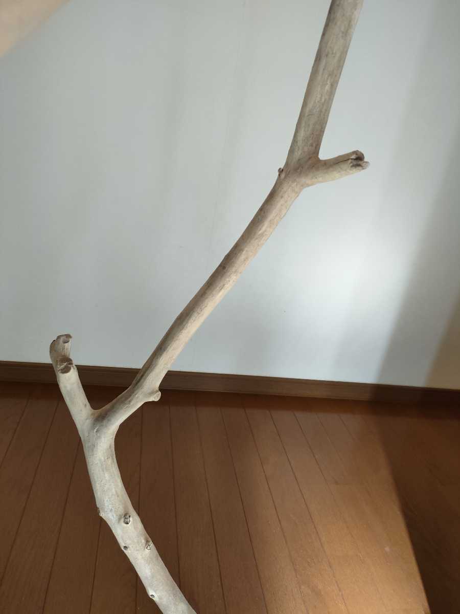 * natural driftwood aquarium 1 point thing aquarium objet d'art art 110×30×8.5cm Yamato river reptiles lizard snake interior fish medaka .. house large 