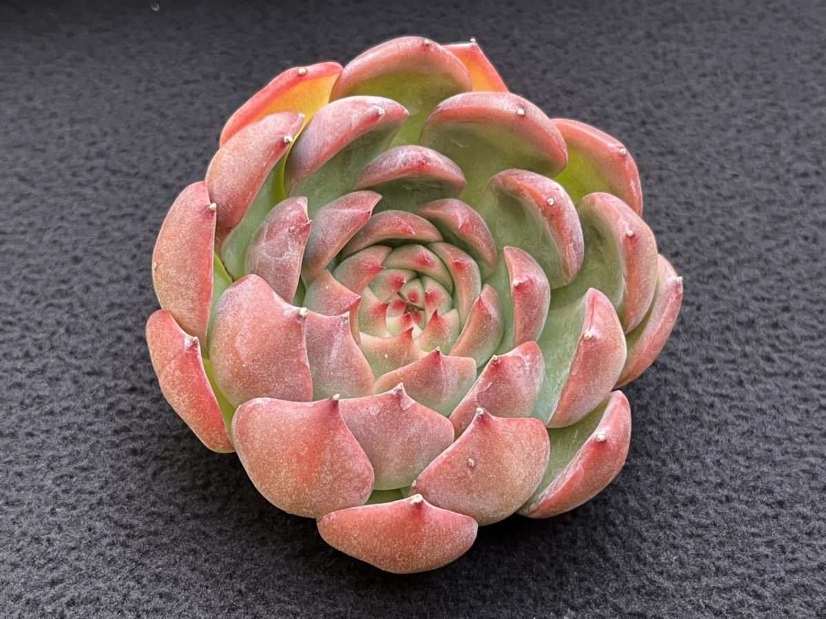 ヤフオク! - 多肉植物 ディープレッド エケベリア 韓国苗 充実苗
