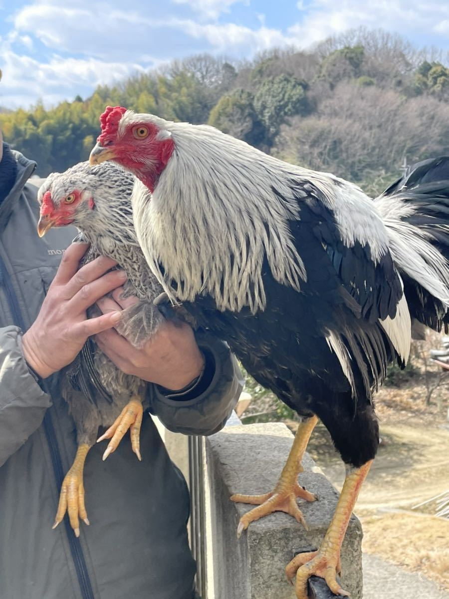 ☆ フェニックス黄笹種 種卵 4個 有精卵 食用 ☆ フェニックス黄笹種 種卵 4個 有精卵 食用