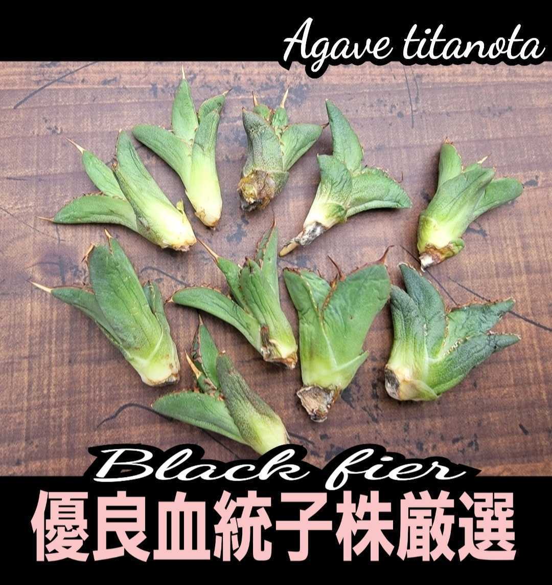 【厳選2株セット】アガベ チタノタ ブラックファイヤー 優良血統子株(台湾株)  Agave titanota Black fier 棘が黒く染まりカッコいいの画像1