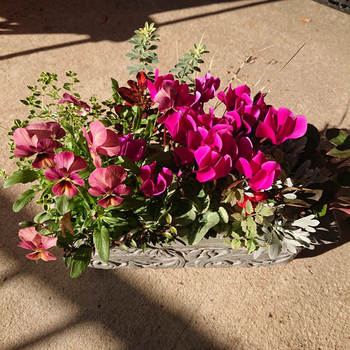 寄せ植え 花 Ku様専用 - 通販 - roubenkystachy.cz