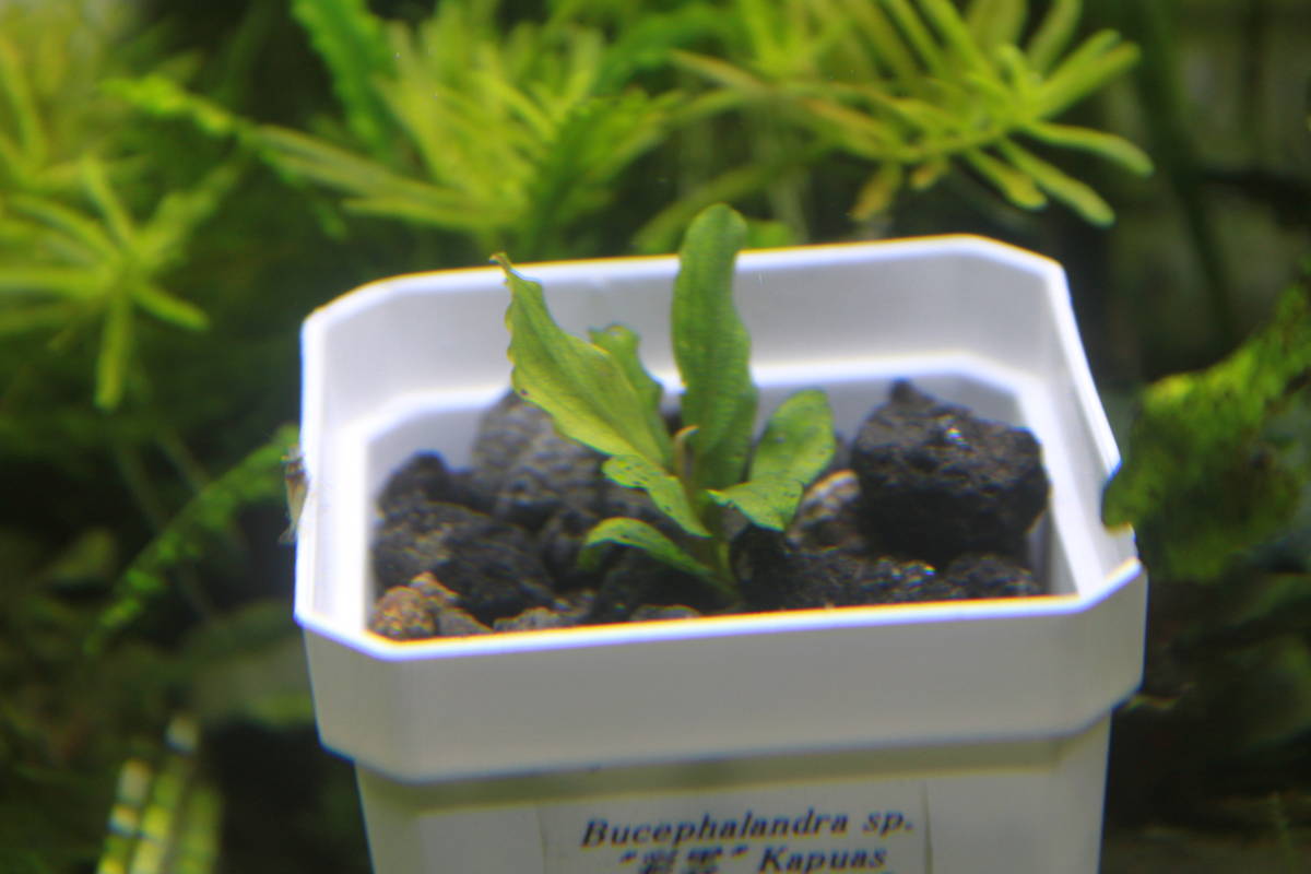 Bucephalandra sp. 彩雲 Yahoo!オークション - Bucephalandra sp." 彩雲" from