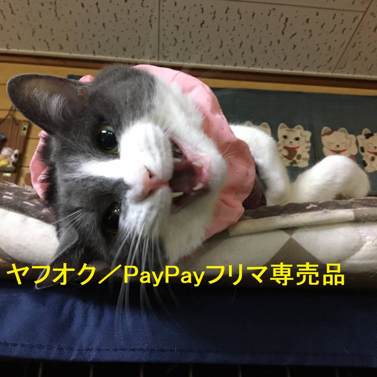 ★猫用ザビエルカラー (R) S-７ ／鈴入りタイプ Xavier Collar with Bell for Cat_ちゅ～るくれ！！と申しております　笑