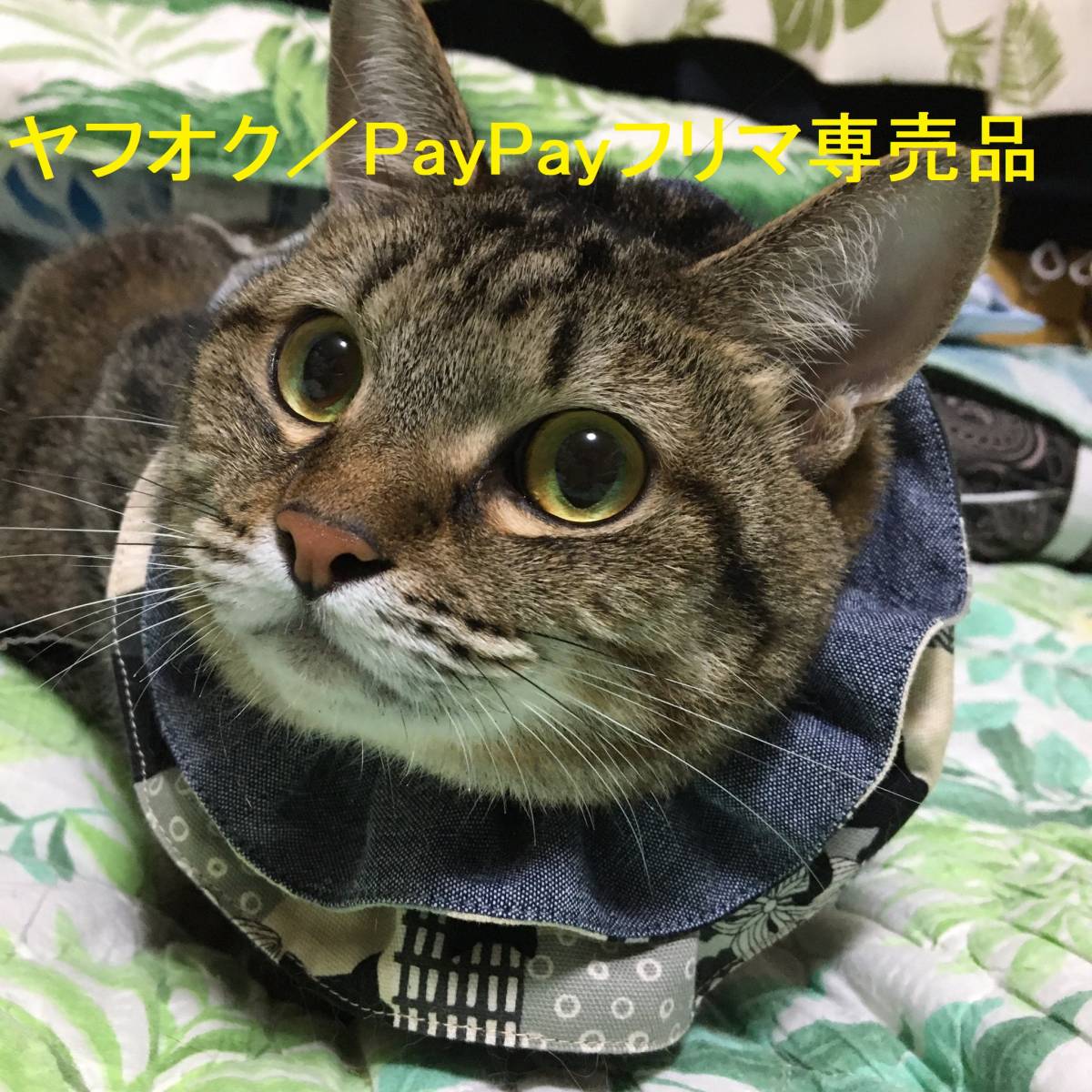 * cat for The bi L color D-1B ( bell entering type ) Xavier Collar with Bell for Cat