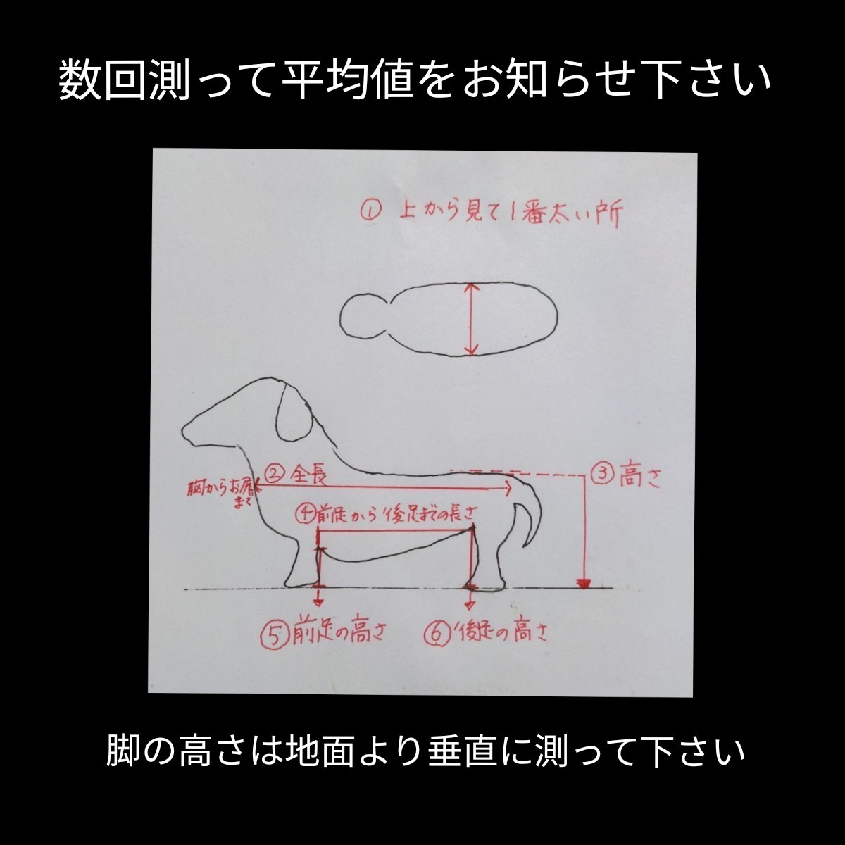 トイプードル4輪歩行器 リハビリ 食事補助 犬の車椅子 体制維持 犬の歩行器