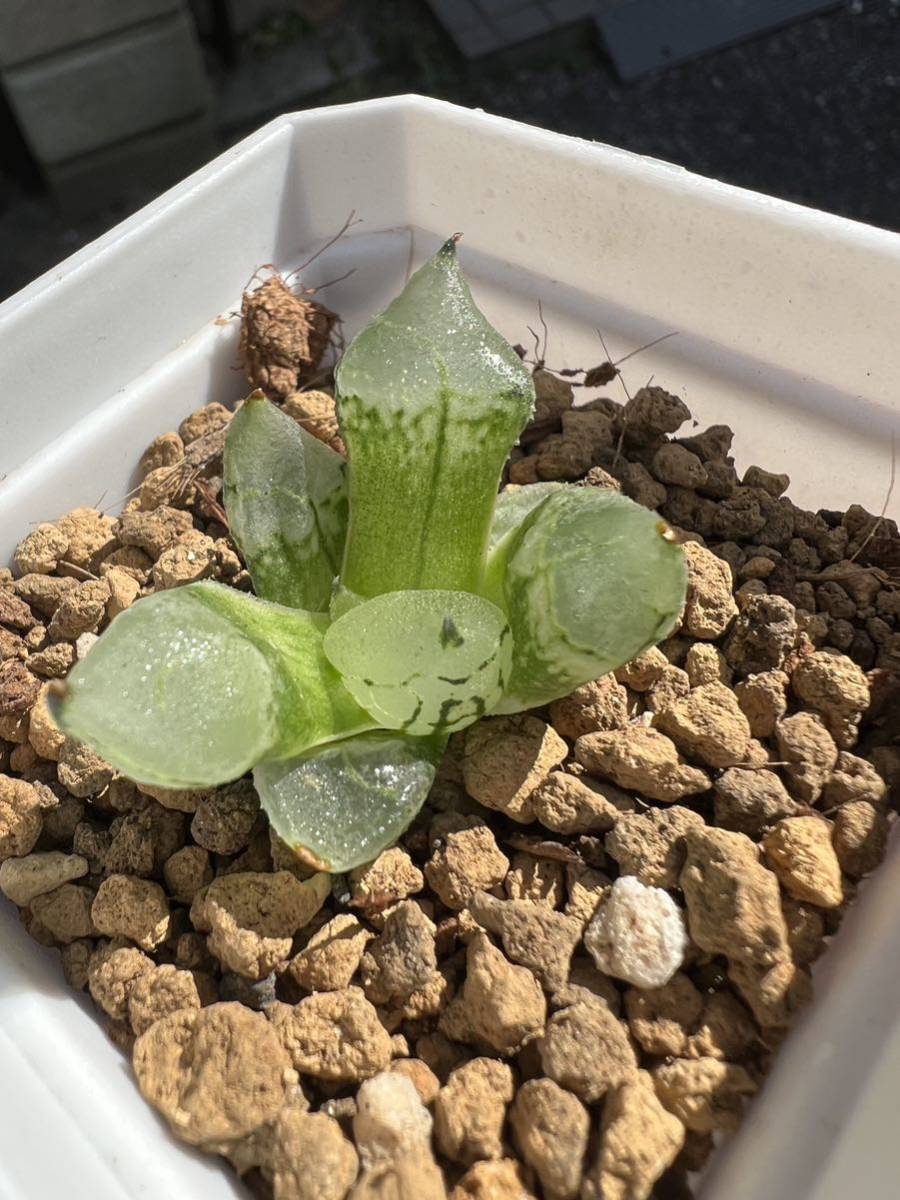 多肉植物 ハオルチア 氷皇 | monsterdog.com.br