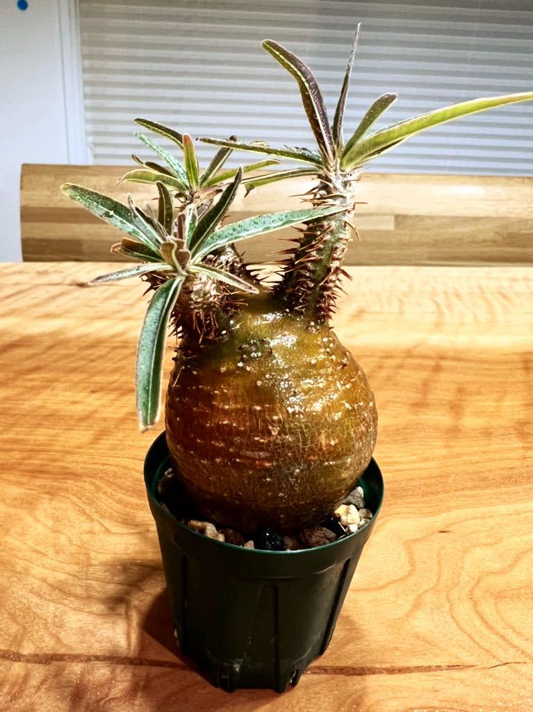 パキポディウム グラキリス 実生 コーデックス 塊根植物 多肉植物 ...