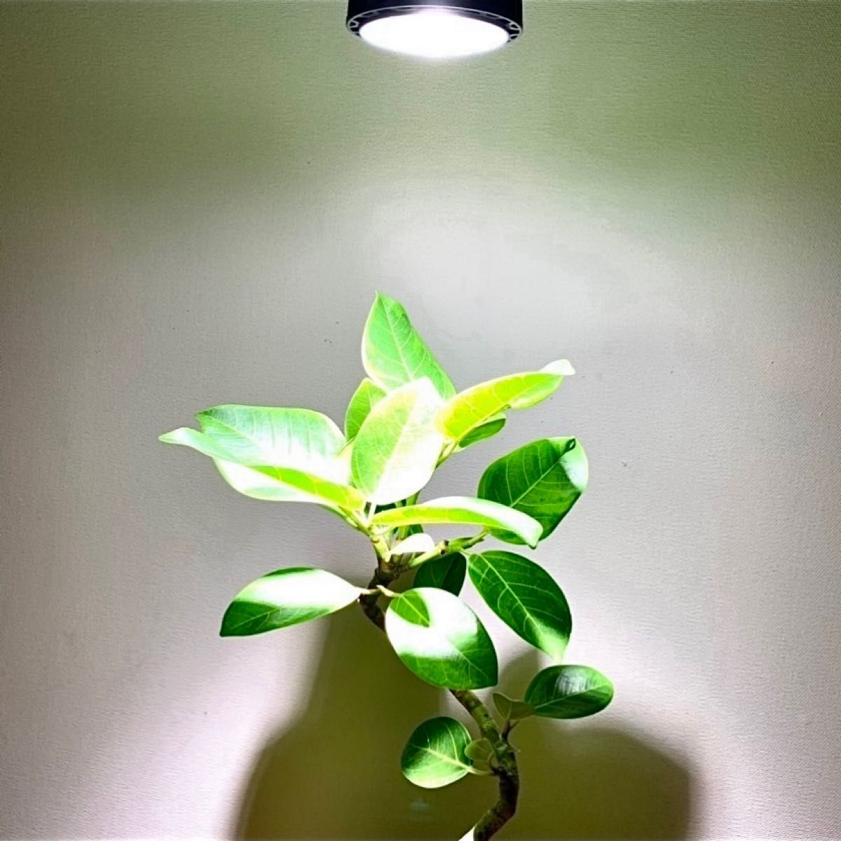 定番の中古商品 24w植物育成ライトGrowLight 6000K COBLED