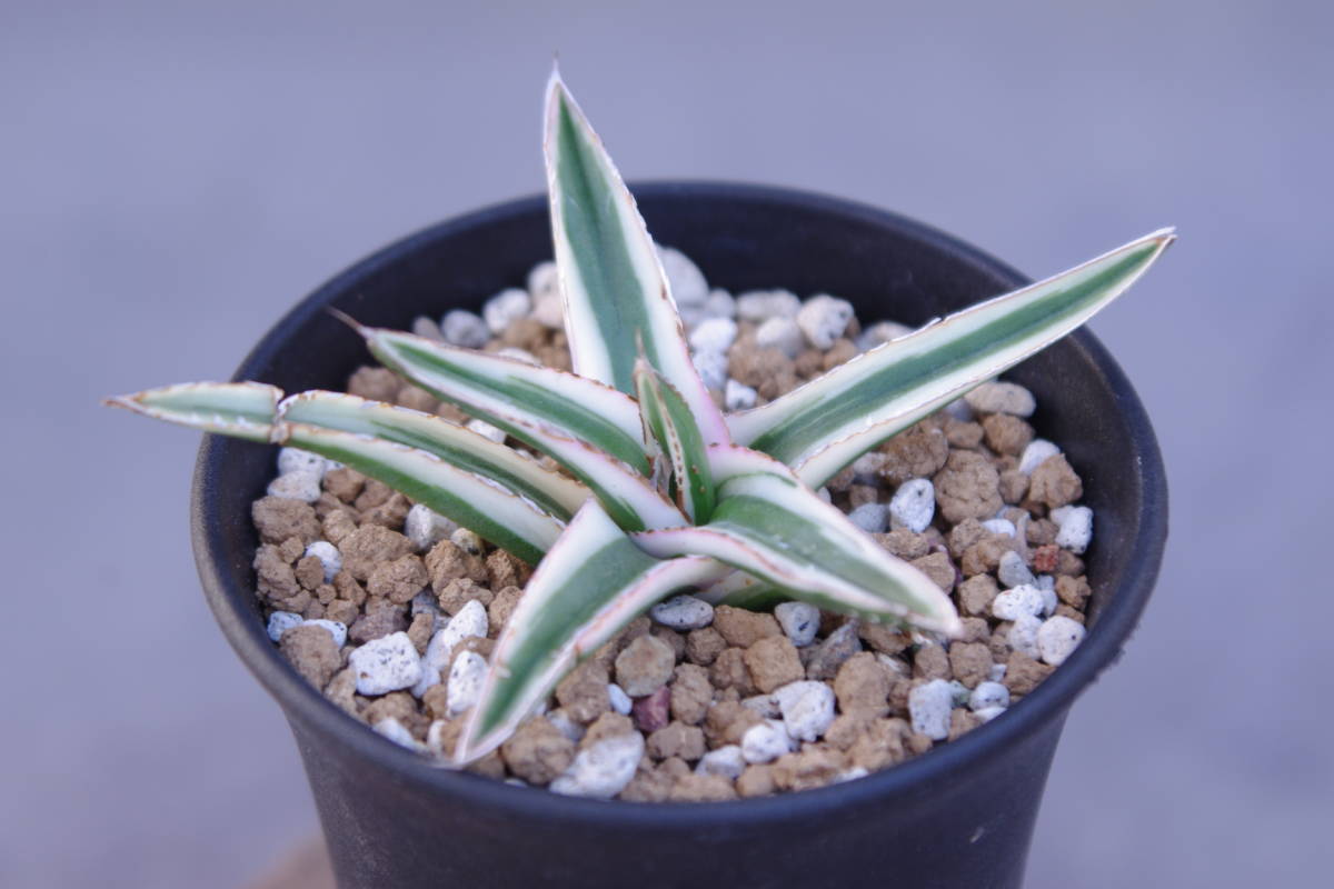 １円～　アガベ　笹の雪　氷山　Agave victoriae-reginae variegata　発根済_画像2