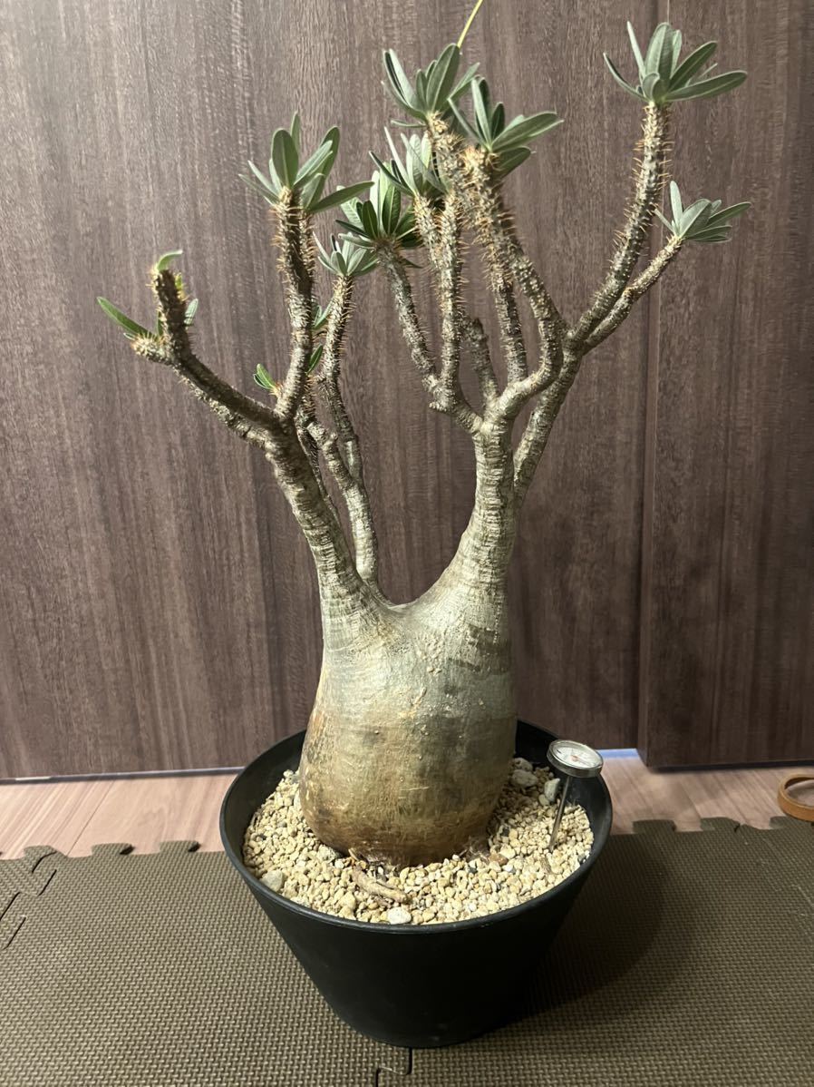 グラキリス9-2】発根確認 開花株 グラキリス パキポディウム 現地球 ...