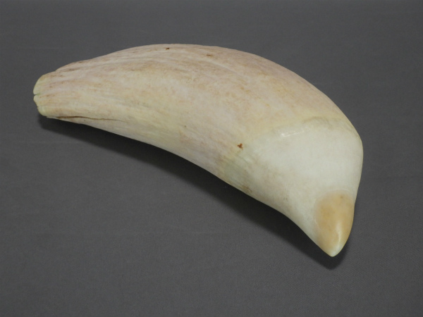 ヤフオク! - マッコウ鯨の歯 17.0cm 488.8g 鯨歯 抹香牙