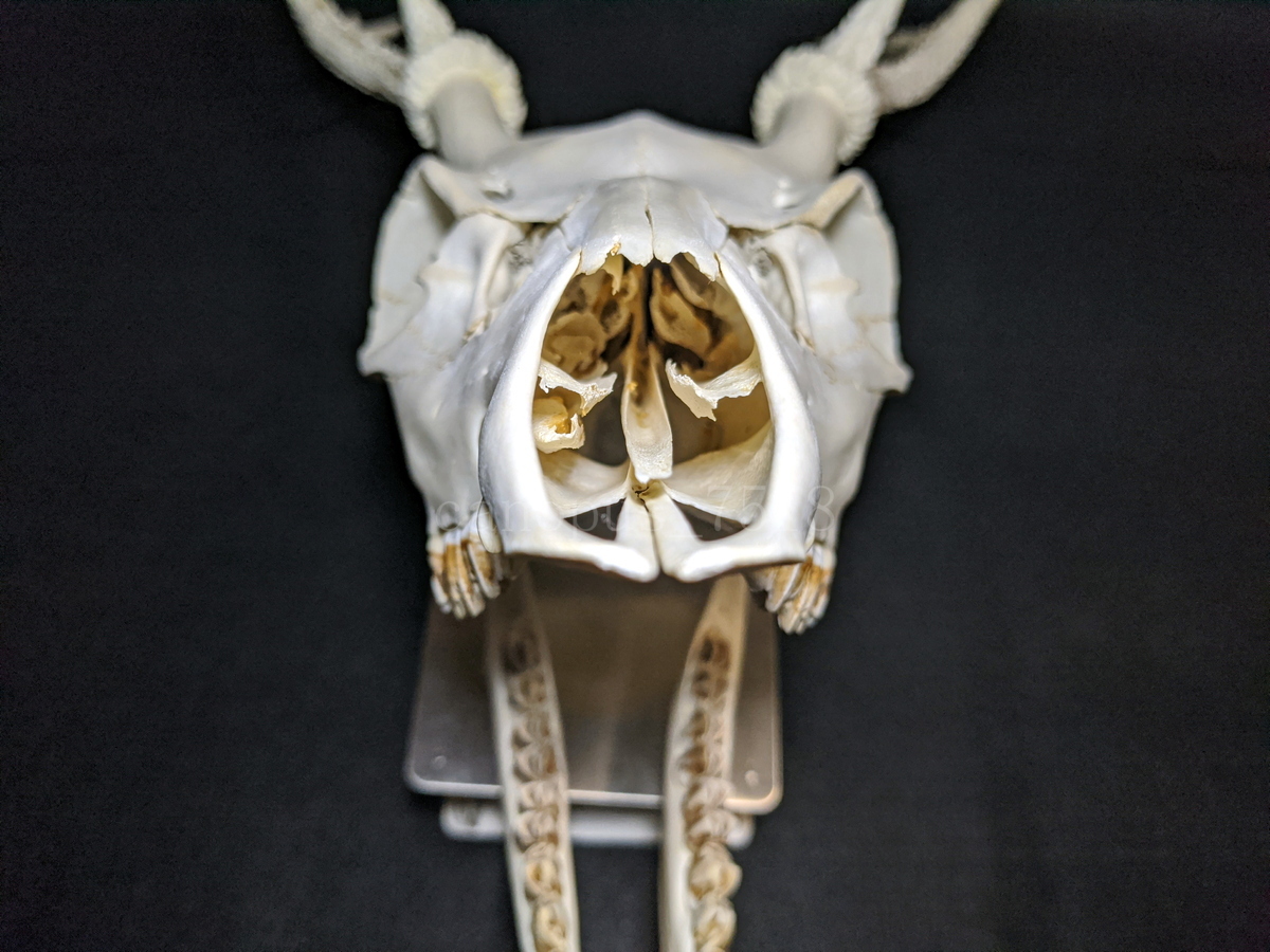 【白角】雄鹿の頭骨 20220917 オス シカ インテリア スカル トロフィー 骨格標本 頭蓋骨 頭骨標本 鹿の角 鹿角 角 ツノ 鹿 頭 骨_画像7