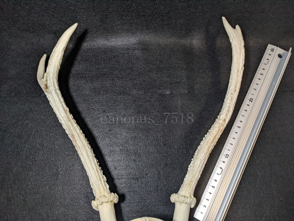 【白角】雄鹿の頭骨 20220917 オス シカ インテリア スカル トロフィー 骨格標本 頭蓋骨 頭骨標本 鹿の角 鹿角 角 ツノ 鹿 頭 骨_画像9