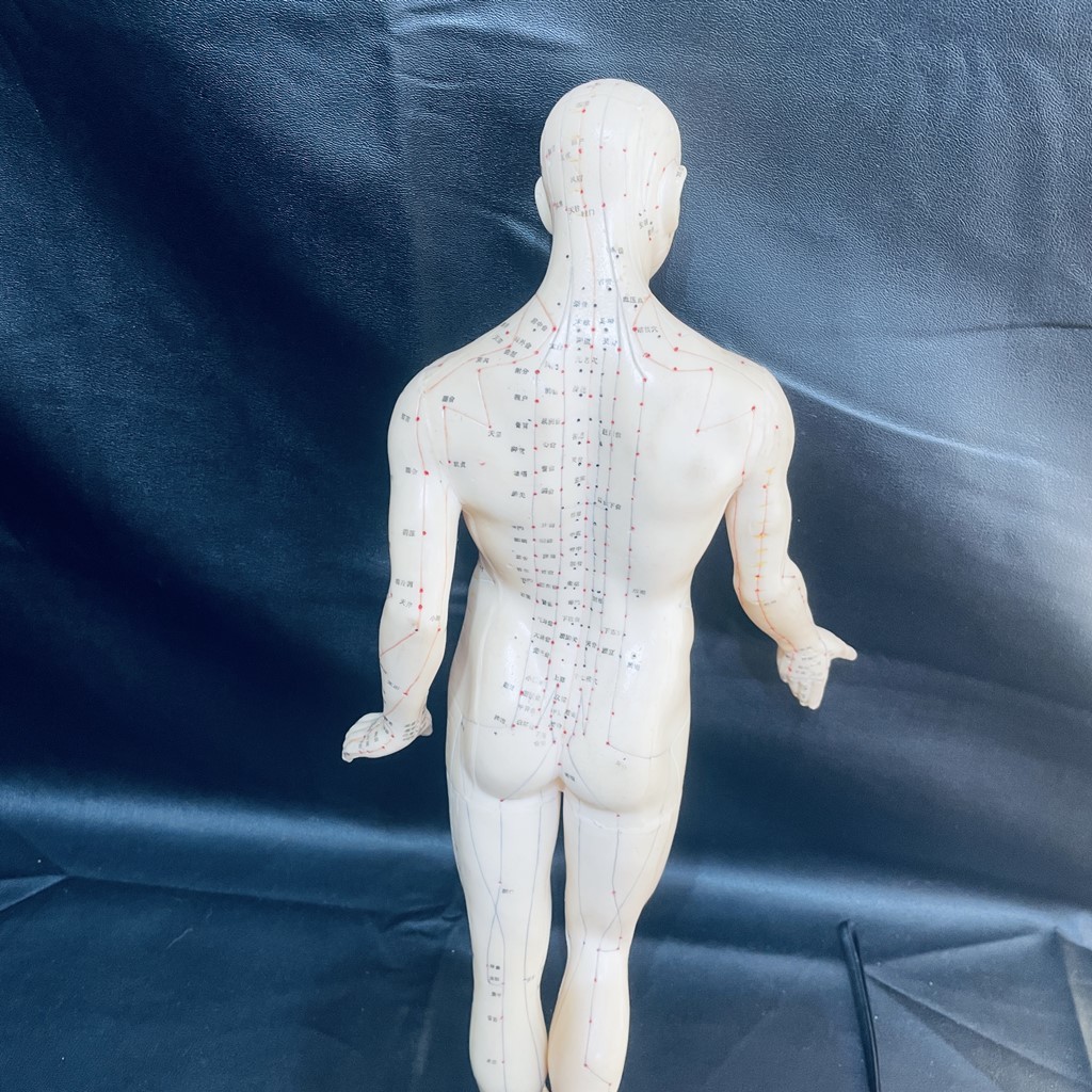  тело человека модель .. кукла иглоукалывание прижигание . дыра sofvi восточная медицина целый body 2 позиций комплект sofvi общая длина 50cm общая длина 43cm белый / белый X140
