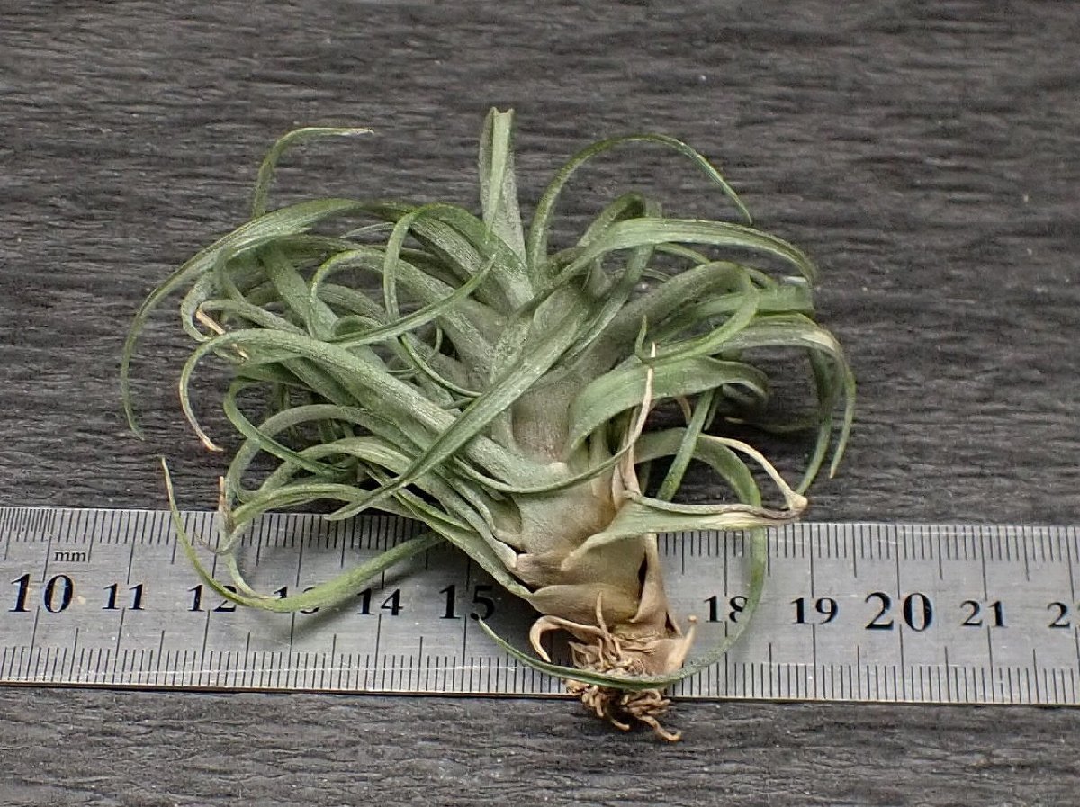 Tillandsia canescens チランジア・カネッセンス■エアプランツTI★第四種送料無料★税別1円～!!_画像2