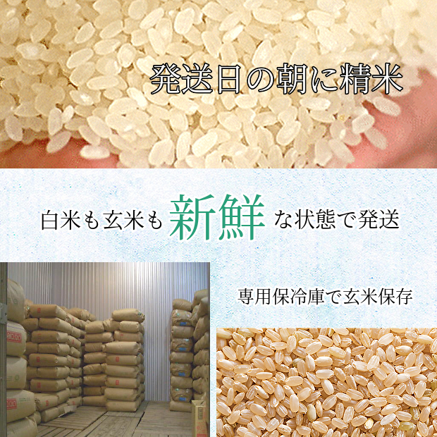C有機肥料使用／自然農法／お米☆コシヒカリ／２０キロ - 米