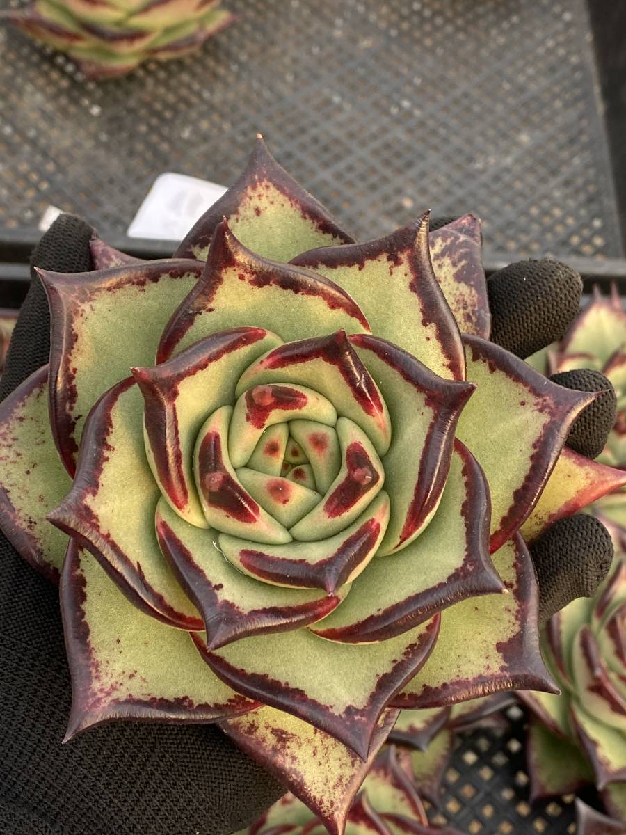 ヤフオク! - s14 多肉植物 エケベリア アガボイデス美寛 2株 超美...