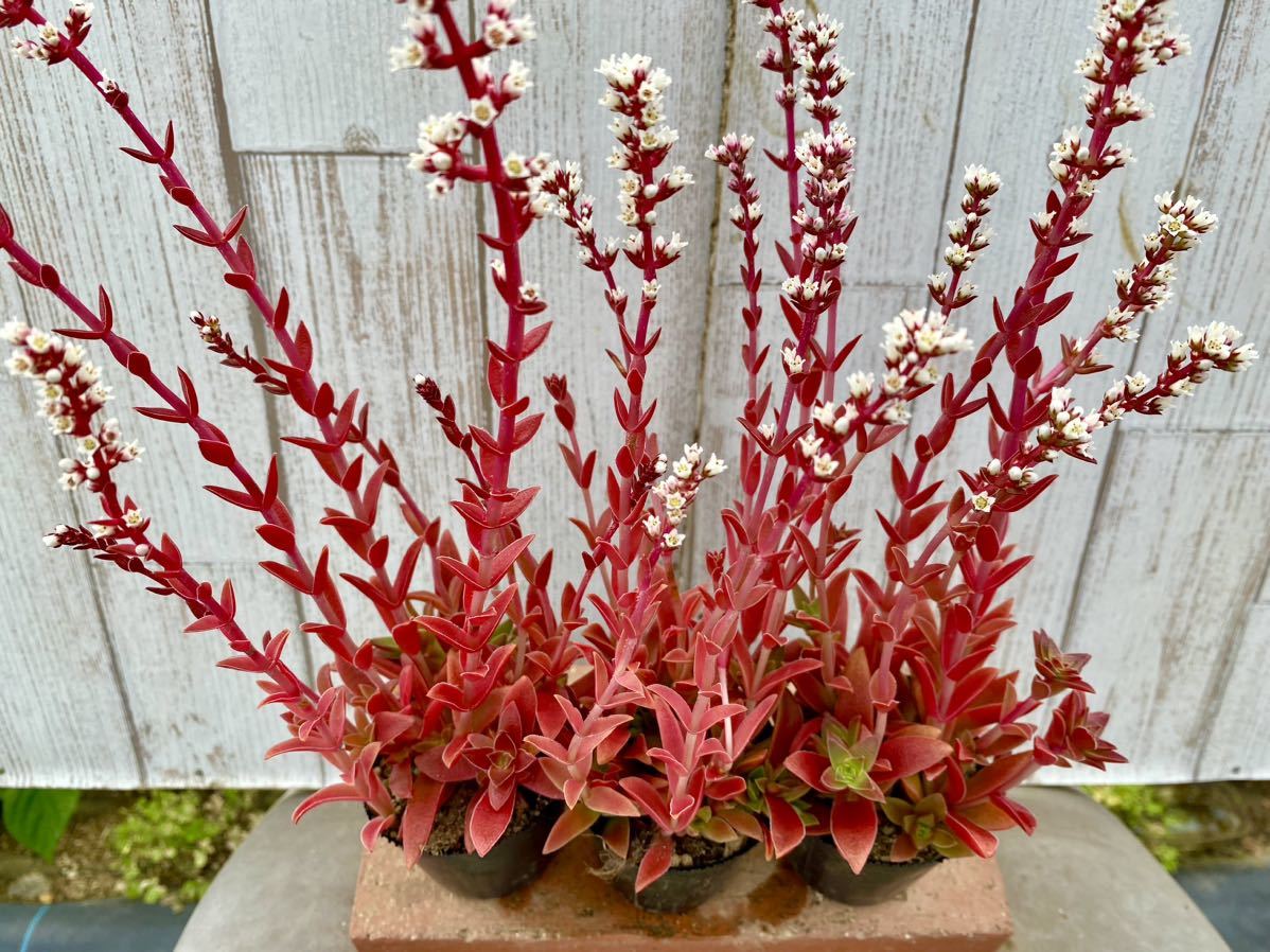 多肉植物 クラッスラ・火祭り３ポット　寄せ植えに。_画像2