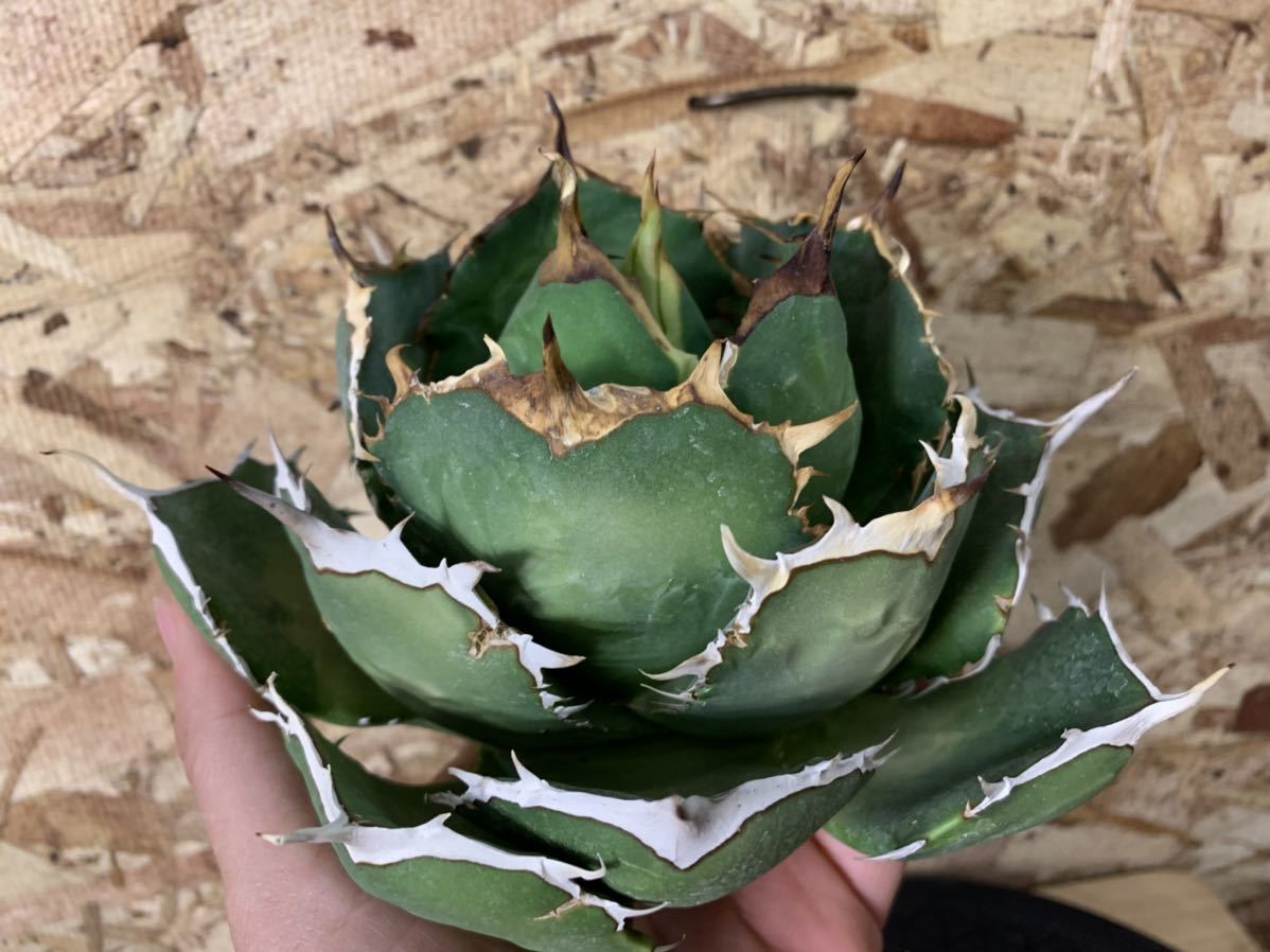Y.k01 チタノタ titanota アガベ agave ベアルート イラン産 検索 