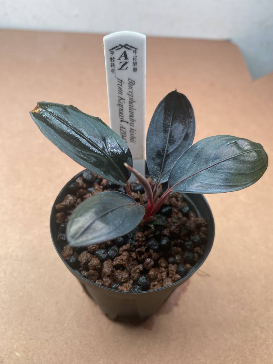 Yahoo!オークション - 正規タグ付き【AZ便】Bucephalandra Yahoo!オークション - 正規タグ付き【AZ便】Bucephalandra