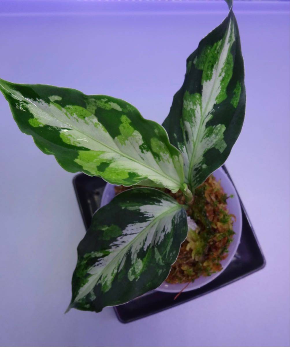 ①アグラオネマ ピクタム ラプラス 箱個体 観葉植物 ①アグラオネマ ピクタム ラプラス 箱個体 観葉植物