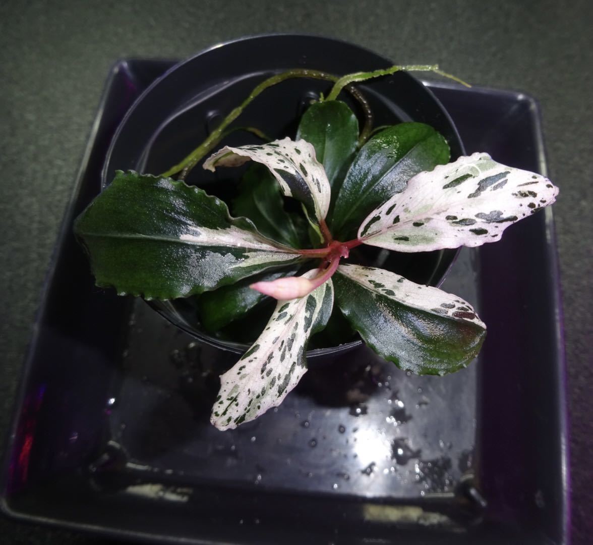 Yahoo!オークション - Bucephalandra sp. Variegata Yahoo!オークション - Bucephalandra sp. Variegata
