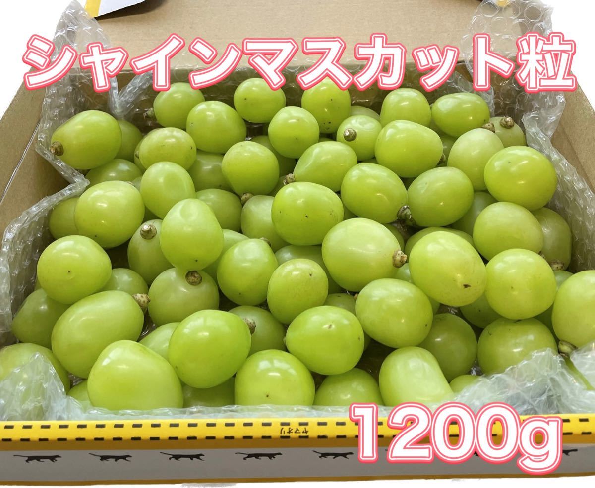 即納 岡山県シャインマスカット粒だけ1kg今日も昨日より甘い訳あり無農薬