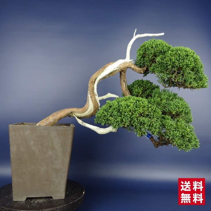 盆栽 真柏 しんぱく Juniperus chinensis シンパク ”ジン シャリ” ヒノキ科 常緑樹 観賞用 現品