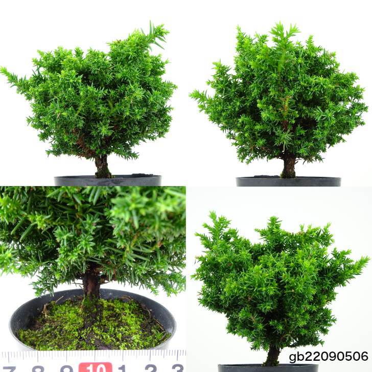  bonsai .. Japanese cedar ..Cryptomeria japonicasgi hinoki .sgi. evergreen tree .. for small goods amount thing 