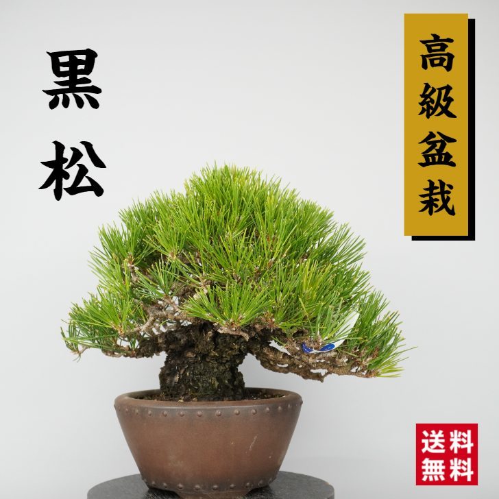 盆栽 黒松 くろまつ Pinus thunbergii クロマツ 樹高 18 マツ科 常緑