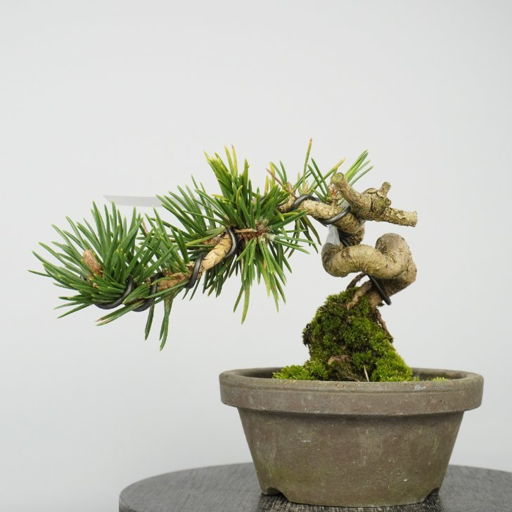 盆栽 寸松 黒松 くろまつ Pinus thunbergii クロマツ 接ぎ木 マツ科