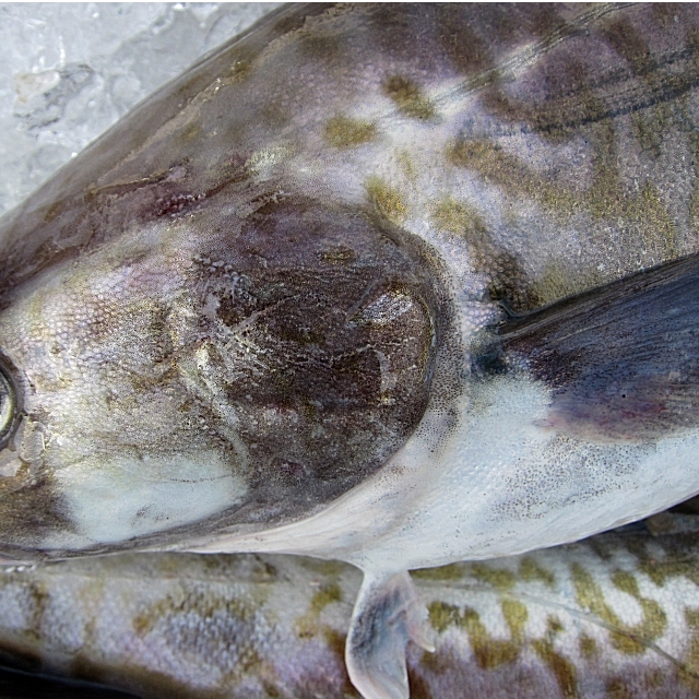 * самец самка неопределенный *[. сырой, подлинный .4-5kg][ рыба королевство ].. производство 