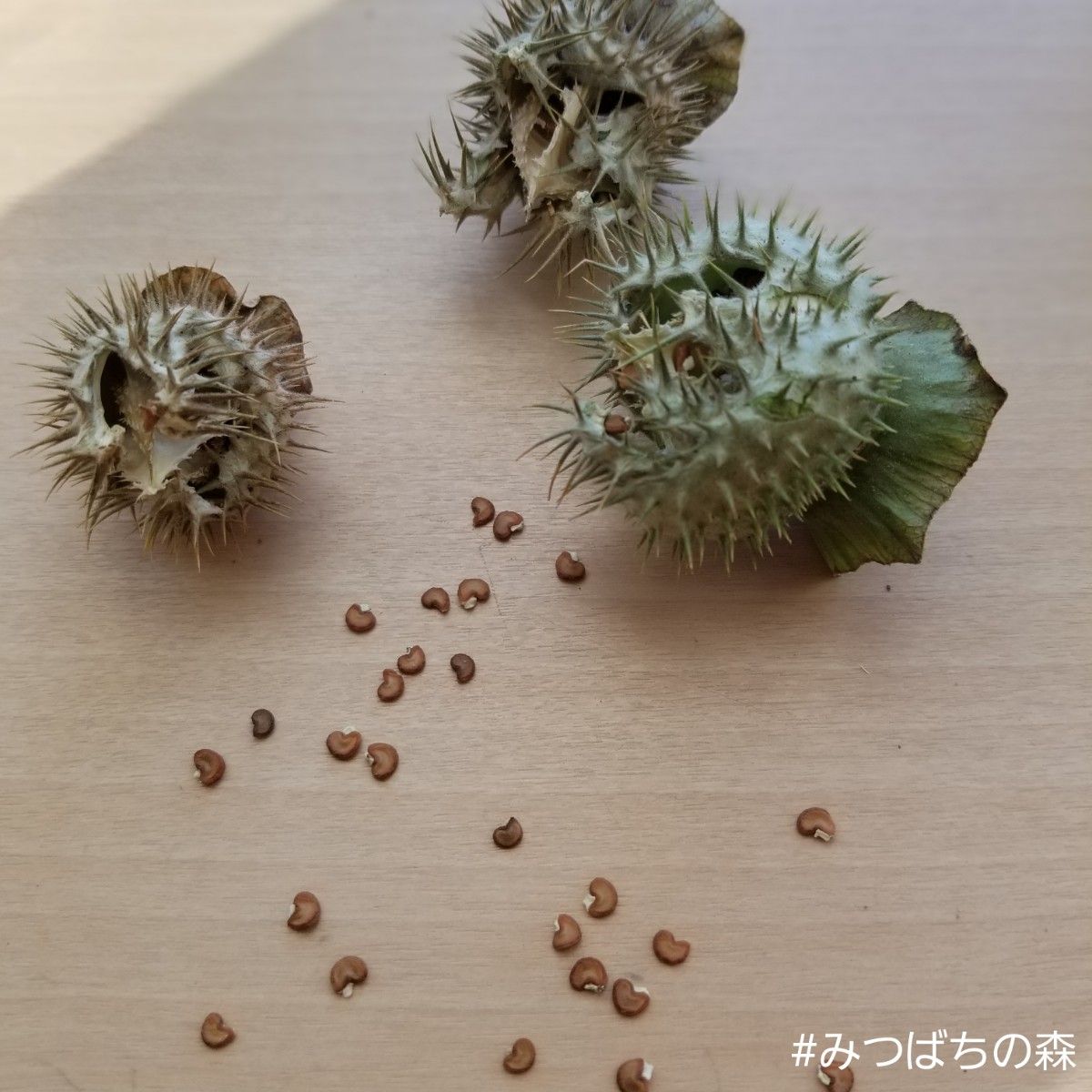 Paypayフリマ ダチュラ 種 100粒 朝鮮朝顔 花の種 Paypayフリマ ダチュラ 種 100粒 朝鮮朝顔 花の種