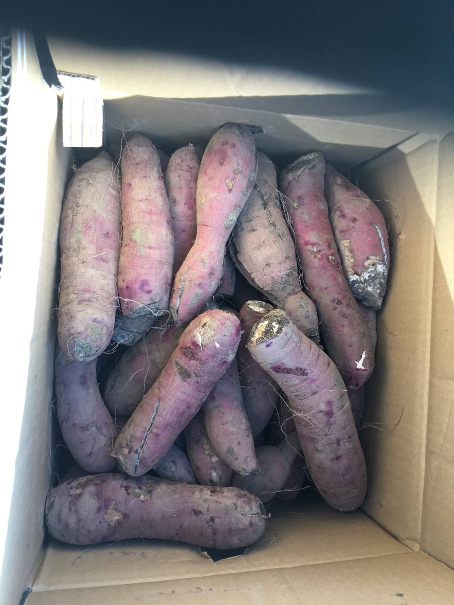 新色追加 紅はるか10kg B級品 thecarestaff.com