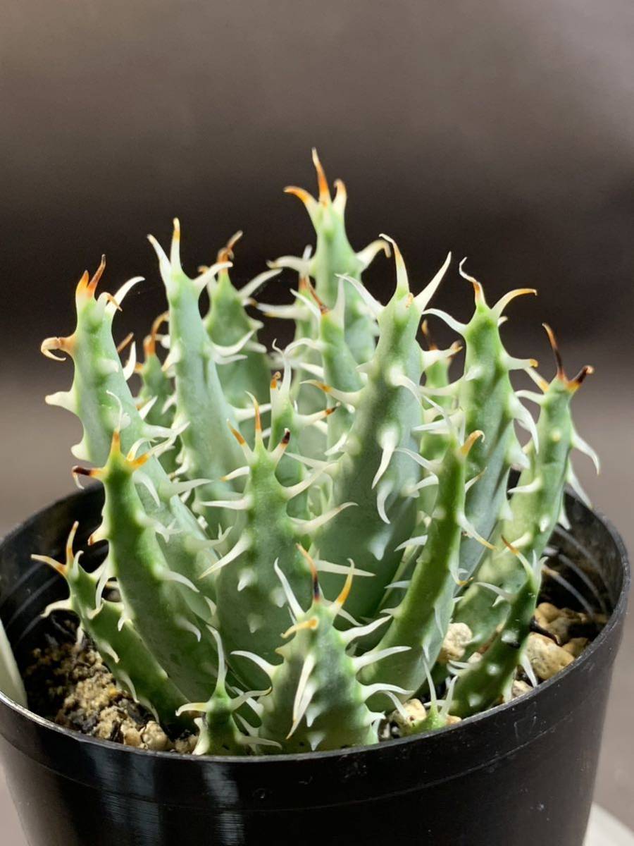 数量限定 erinacea 54Aloe エリナケア erinaceaアロエ エリナケア 10株