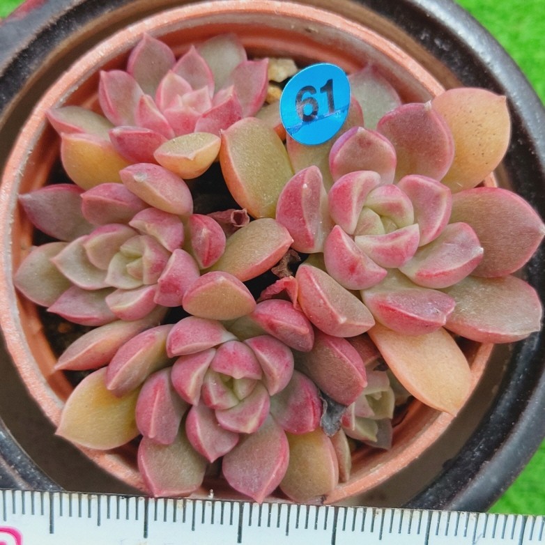 ヤフオク! - 1109-B061 モラルビ エケベリア 多肉植物 韓国苗