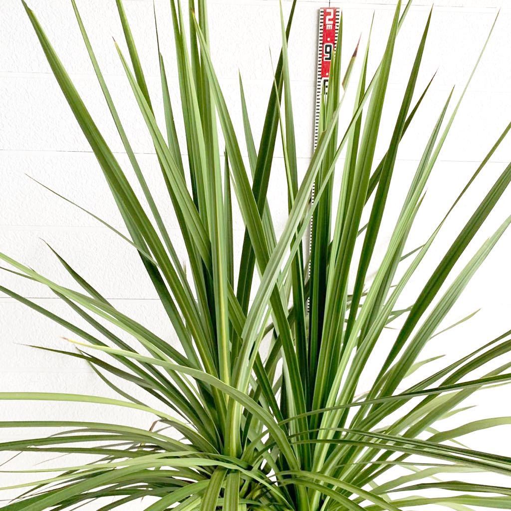  sales dracaena 2 ps .. approximately :180cm [ stock .. garden tree symbol tree plant cocos nucifera. tree here s cocos nucifera gardening odour shu Rolland ]248267