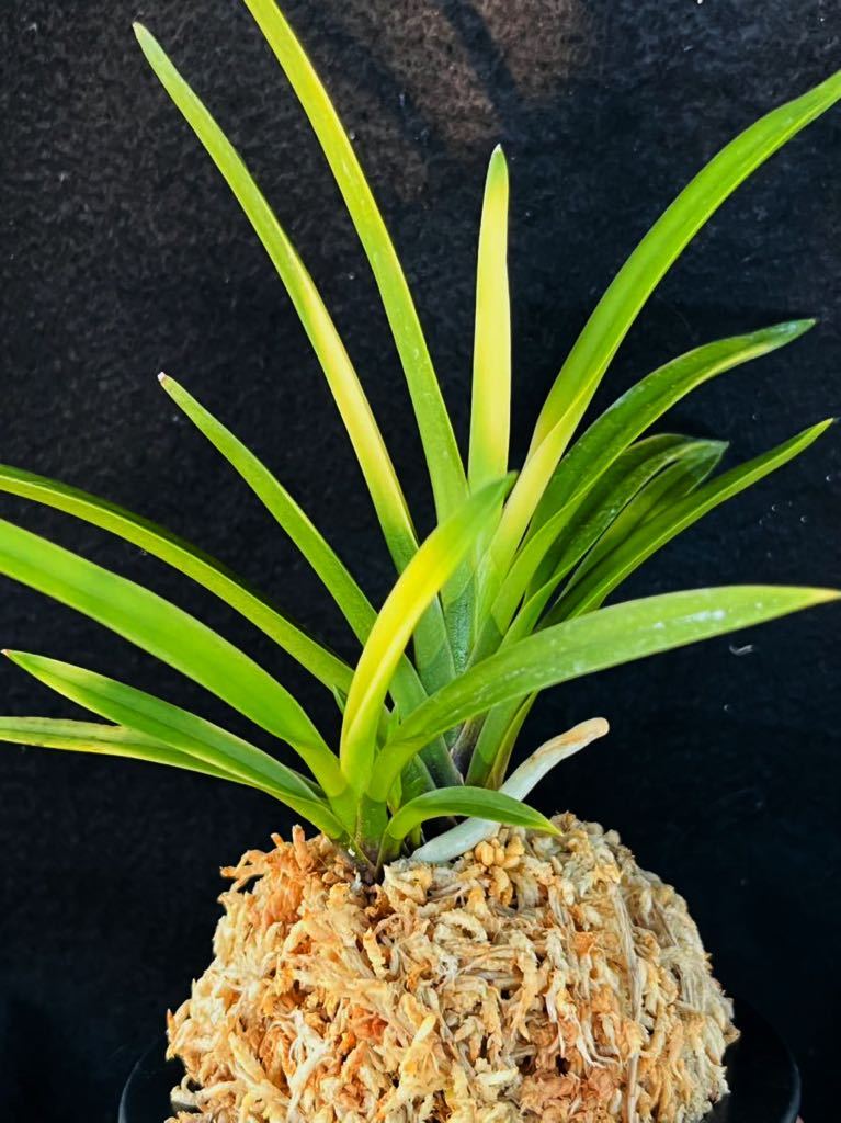 大富貴(だいふうき) 花 蘭 東洋蘭 春蘭 花・観葉植物 造花 YDM クローバーピック ホワイトグリーン FG-4995-W G 造花葉物、フェイクグリーン クローバー