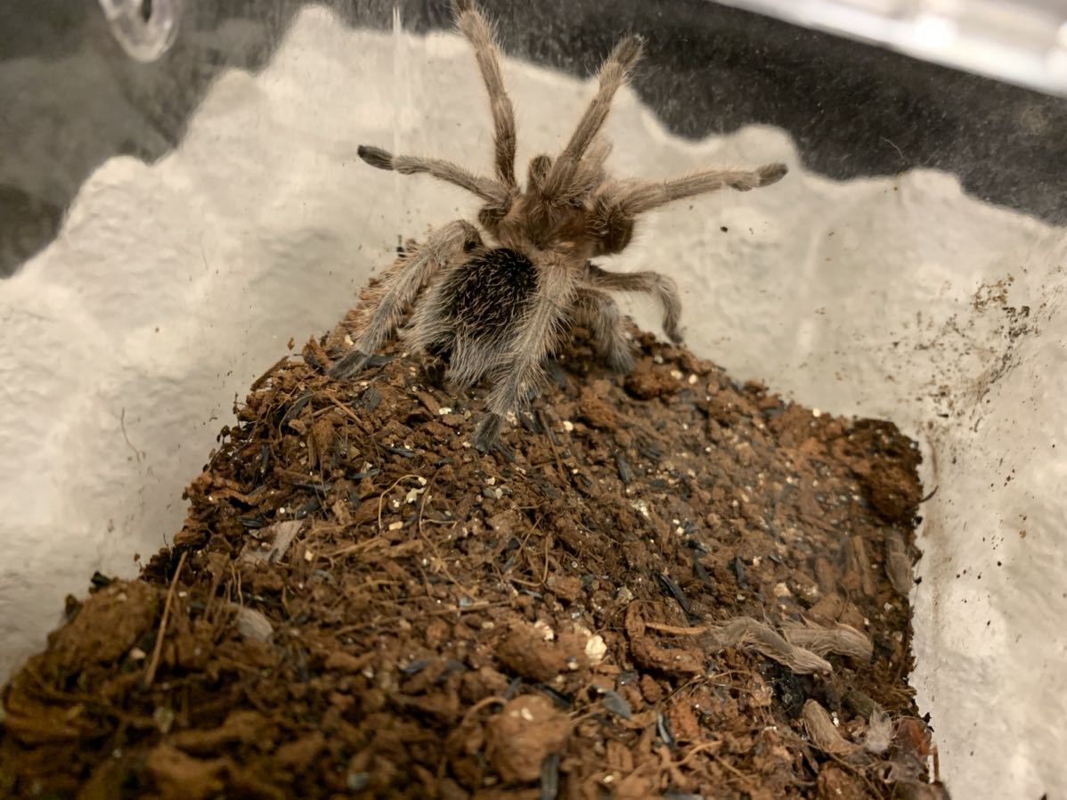 Grammostola Rosea他 Www Uplast Com Tr